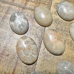 Fossilized Coral Oval Cabochon - 15x20mm